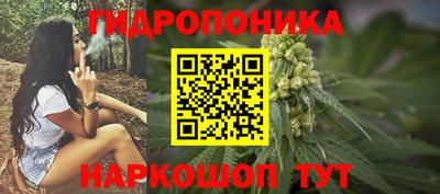 бошки Кингисепп